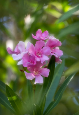 Oleander 