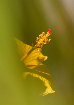 Hibiscus