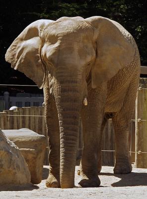 Now an Elephant Free Zone