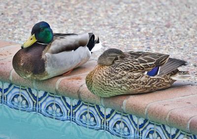 Lounging Again