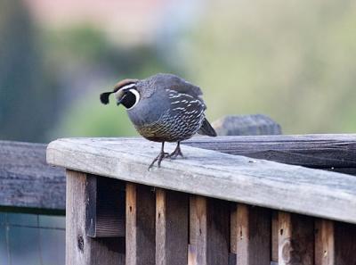 Hey ! That's our seed!