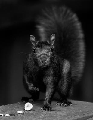 Black Squirrel in BW
