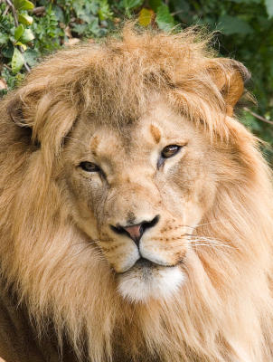 Lion, San Francisco Zoo