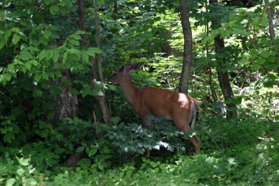 Deer along Skyline Drive, VA (IMG_3011G.jpg)