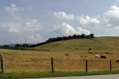 Cows grazing in Virginia (IMG_3033L.jpg)