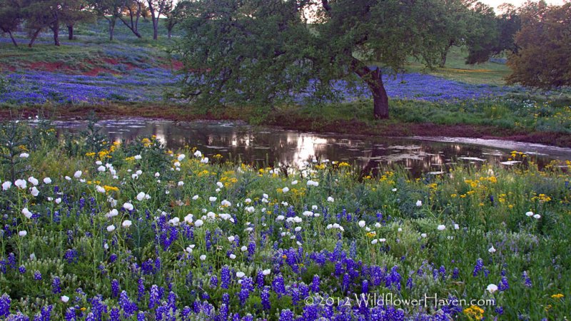 Wildflower Pond