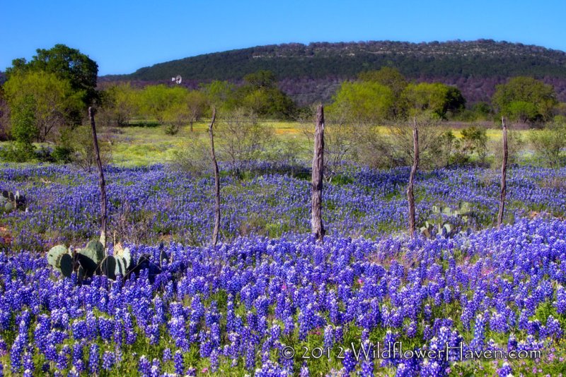 Wildflower Prairie