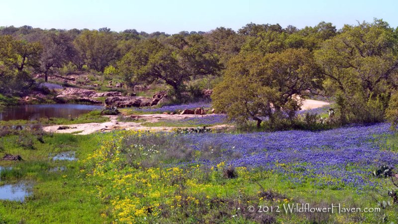 Wildflower Creek