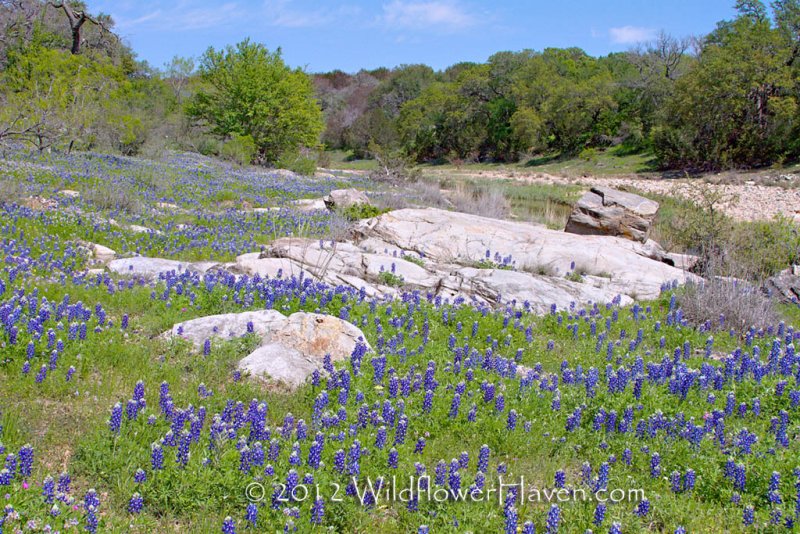 Creekside Bluebonnets