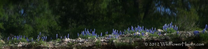 Bluebonnet Reflections