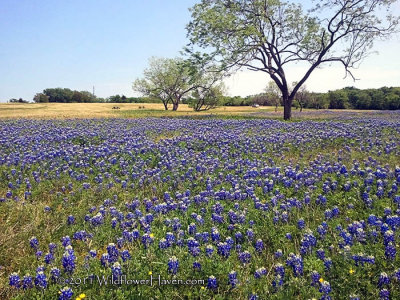 Texas Wildflower Report 2011