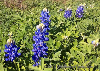 Early Bluebonnet Blooms