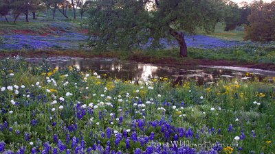 Wildflower Pond