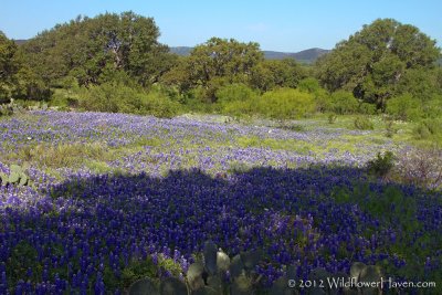 Bluebonnet Shade