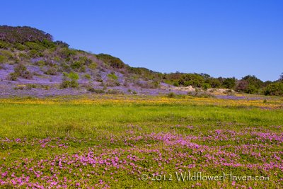 Wildflower Hillside