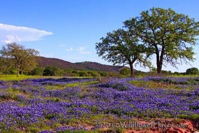 Bluebonnet View