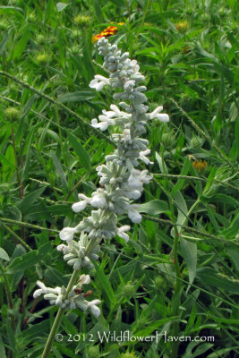 White Mealy Sage