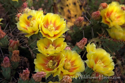 Bees in the Prickly Pear