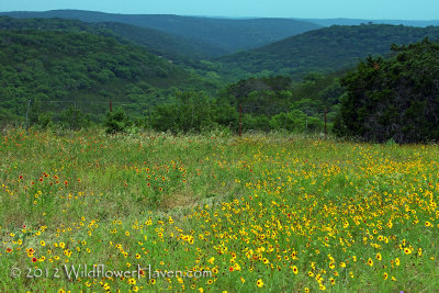 Hills and Wildflowers