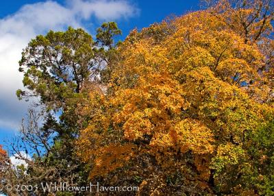 Falling Forward on Maple Trail