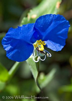 Erect Dayflower