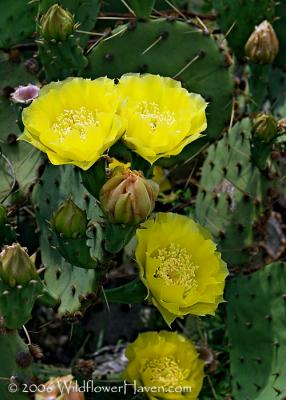 Yellow Prickly Pear Cactus