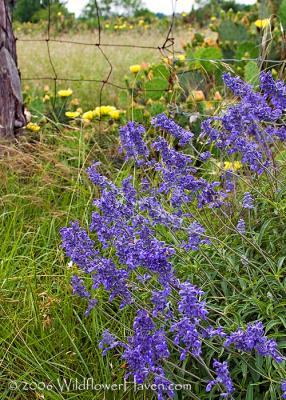 Mealy Sage and Cactus