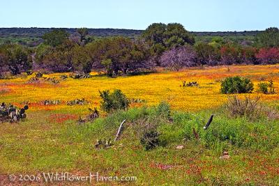 Painted Prairie