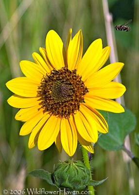 Good Morning Sunflower
