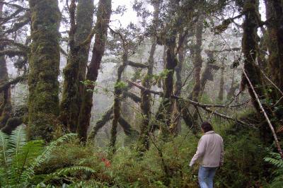 Alerce Mountain Lodge, Puerto Montt