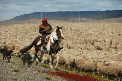 Gaucho Magallanico