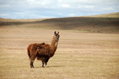 Estancia Penitente, Punta Arenas, Chile