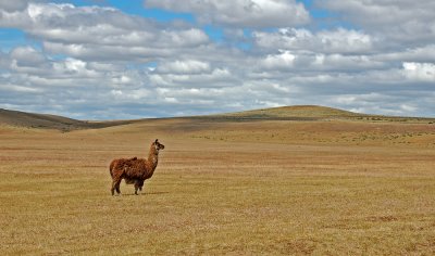 Estancia Penitente, Punta Arenas, Chile