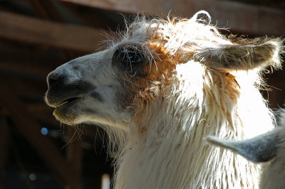 Llama, Estancia Penitente, Punta Arenas, Chile