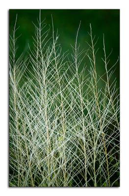 5.5.06 Wild Grasses, Assateague Island