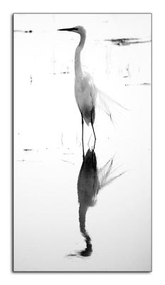 Egret