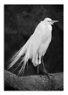 05.14.06  Snowy Egret