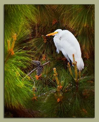 05.27.06 Egret in Pine