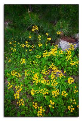 06.04.06 More Wildflowers