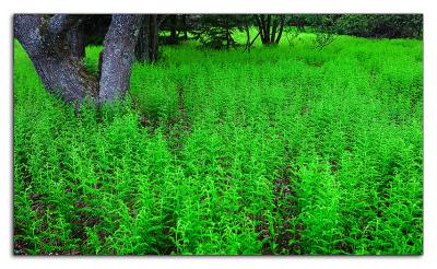 Field of Ferns