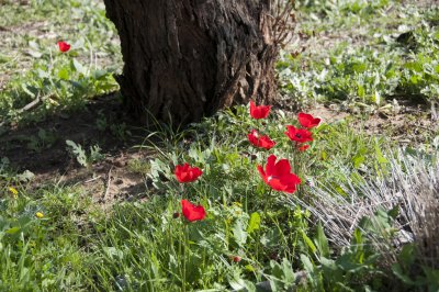 Red Negev January 2012