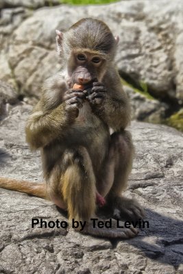 Prospect Park Zoo_06.jpg