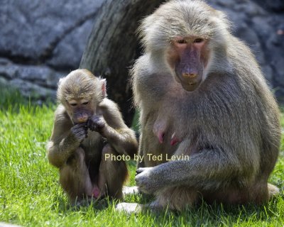 Prospect Park Zoo_07.jpg