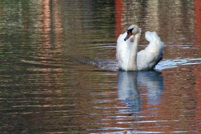 swan in meadow lakes in hightstown