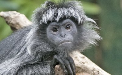 Monkey_059.jpg