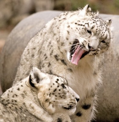 Snow Leopards_019.jpg