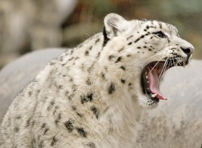 Snow Leopards_015.jpg