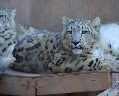 albuquerque_zoo_2011