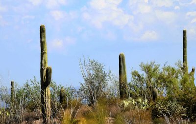 tucson_and_sonoran_desert