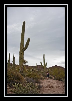Saguaro cacti on the trail